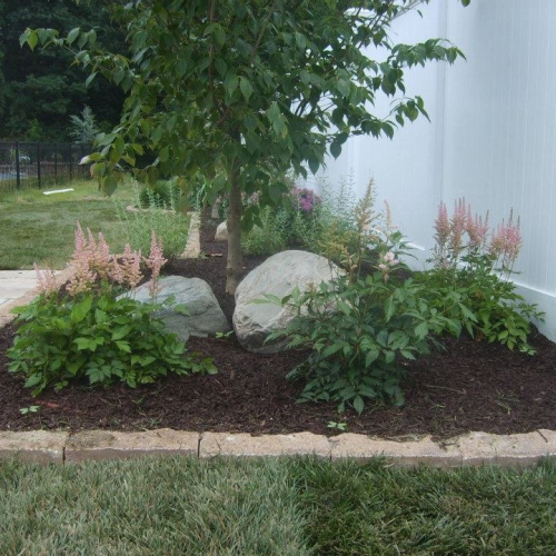 South Jersey Landscape Plantings Near Fence