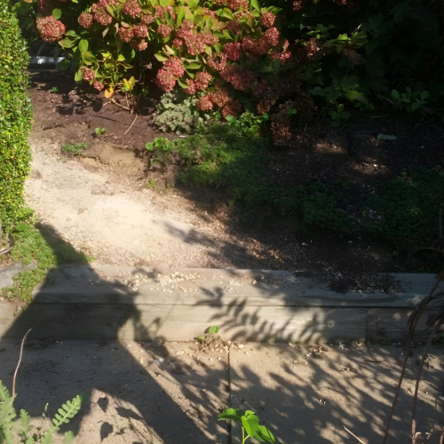 South Jersey Landscape Plantings Before