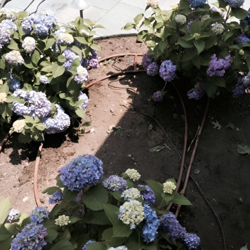 Work in Progress South Jersey Landscape Plantings