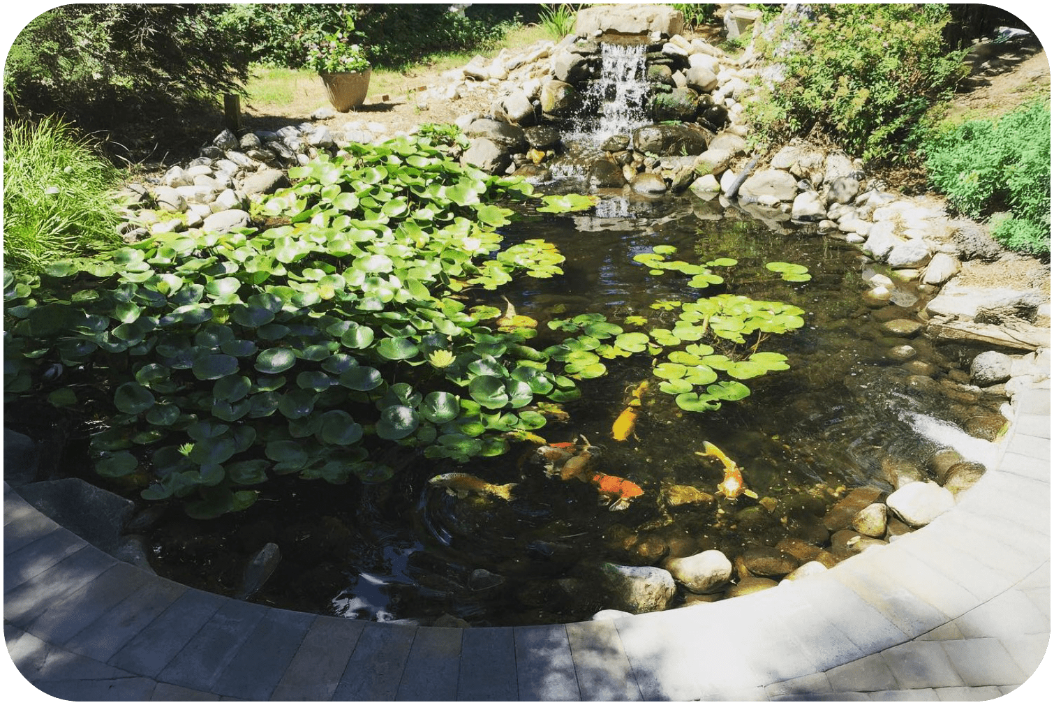 Waterfall Koi Pond in South Jersey